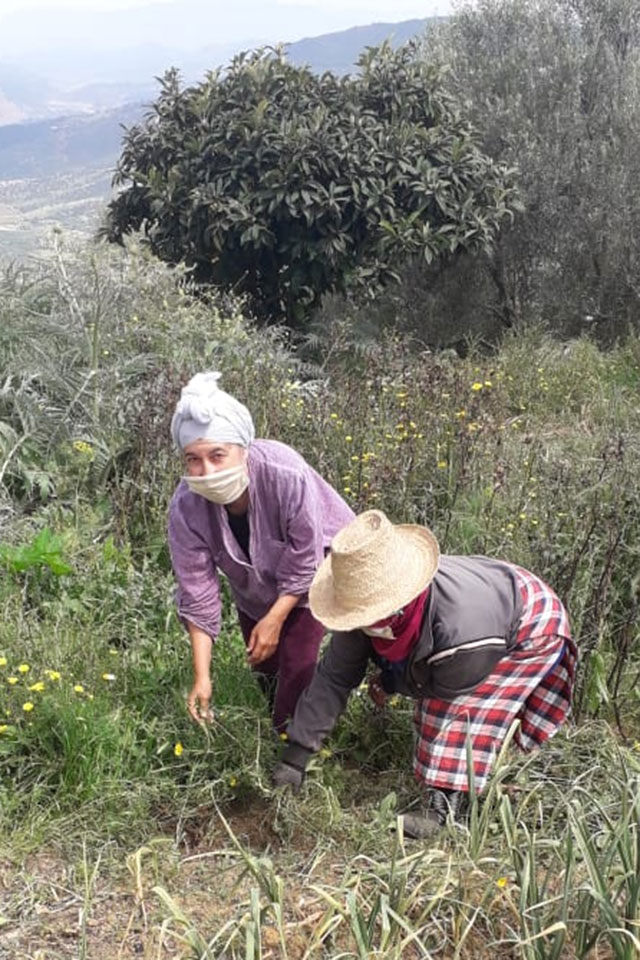 Mrs. Yamna Tazerbil (left) and Mrs. Rkia Boubker (right), members of Tudert Cooperative, cutting aromatic and medicinal plants to dry and to plant new ones in the nursery. Photo: UN Women/Tudert Cooperative.